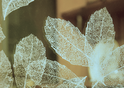 Residential Glass Doors