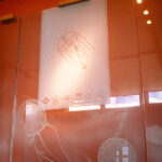 Sandblasted and carved panels featuring marine organisms, Kermadec Restaurant